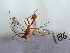  ( - Malasa1_E18_Hym_EE086)  @11 [ ] Copyright (2023) Instituto de Investigacion Alexander von Humboldt (IAvH) Instituto de Investigacion Alexander von Humboldt (IAvH)