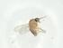  (Forcipomyia sp. DB 11339 - CBG-A32429-B03)  @11 [ ] CreativeCommons - Attribution Share - Alike (2024) Centre for Biodiversity Genomics Centre for Biodiversity Genomics