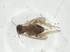  (Forcipomyia sp - CBG-A32467-E10)  @11 [ ] CreativeCommons - Attribution Share - Alike (2024) Centre for Biodiversity Genomics Centre for Biodiversity Genomics