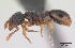  (Myrmecina graminicola - CASENT0172708-D01)  @13 [ ] Unspecified (default): All Rights Reserved  Unspecified Unspecified