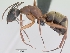  (Camponotus aurosus - CASENT0135246-D01)  @13 [ ] CreativeCommons - Attribution Non-Commercial No Derivatives (2011) Brian Fisher California Academy of Sciences