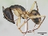  (Camponotus MG142 - CASENT0123436-D01)  @13 [ ] Unspecified (default): All Rights Reserved  Unspecified Unspecified