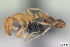  (Monomorium bicolor_nr - CASENT0173319-D01)  @13 [ ] Unspecified (default): All Rights Reserved  Unspecified Unspecified