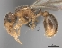  (Tetramorium FHG let - CASENT0024149-D01)  @13 [ ] CreativeCommons - Attribution Non-Commercial No Derivatives (2011) Brian Fisher California Academy of Sciences