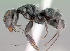  (Camponotus sp - CASENT0218862-D01)  @13 [ ] CreativeCommons - Attribution Non-Commercial No Derivatives (2011) Brian Fisher California Academy of Sciences