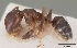  (Camponotus thomasseti - CASENT0161024-D01)  @13 [ ] CreativeCommons - Attribution Non-Commercial No Derivatives (2011) Brian Fisher California Academy of Sciences