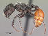  (Pogonomyrmex pronotalis - CASENT0191300-D01)  @13 [ ] CreativeCommons - Attribution Non-Commercial No Derivatives (2011) Brian Fisher California Academy of Sciences