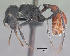  (Pogonomyrmex mendozanus - CASENT0191302-D01)  @13 [ ] CreativeCommons - Attribution Non-Commercial No Derivatives (2011) Brian Fisher California Academy of Sciences
