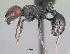  (Pogonomyrmex atratus - CASENT0191303-D01)  @13 [ ] CreativeCommons - Attribution Non-Commercial No Derivatives (2011) Brian Fisher California Academy of Sciences