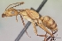  (Camponotus variegatus - CASENT0191093-D01)  @13 [ ] CreativeCommons - Attribution Non-Commercial No Derivatives (2011) Brian Fisher California Academy of Sciences