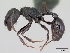  (Pogonomyrmex brevibarbis - CASENT0191301-D01)  @13 [ ] CreativeCommons - Attribution Non-Commercial No Derivatives (2011) Brian Fisher California Academy of Sciences