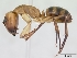  (Camponotus inaequalis - CASENT0218848-D01)  @13 [ ] CreativeCommons - Attribution Non-Commercial No Derivatives (2011) Brian Fisher California Academy of Sciences