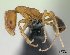  (Monomorium bicolor_complex - CASENT0191348-D01)  @13 [ ] CreativeCommons - Attribution Non-Commercial No Derivatives (2011) Brian Fisher California Academy of Sciences