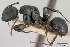  (Camponotus echinoploides - CASENT0111182-D01)  @13 [ ] CreativeCommons - Attribution Non-Commercial No Derivatives (2011) Brian Fisher California Academy of Sciences