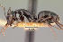  (Camponotus lubbocki - CASENT0111794-D01)  @13 [ ] CreativeCommons - Attribution Non-Commercial No Derivatives (2011) Brian Fisher California Academy of Sciences