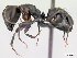  (Camponotus mainty - CASENT0114263-D01)  @13 [ ] CreativeCommons - Attribution Non-Commercial No Derivatives (2011) Brian Fisher California Academy of Sciences