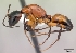  (Camponotus dromedarius - CASENT0060793-D01)  @13 [ ] CreativeCommons - Attribution Non-Commercial No Derivatives (2011) Brian Fisher California Academy of Sciences
