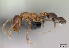  (Monomorium sakalavum - CASENT0155941-D01)  @13 [ ] CreativeCommons - Attribution Non-Commercial No Derivatives (2011) Brian Fisher California Academy of Sciences