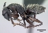  (Camponotus norvigi - CASENT0053385-D01)  @13 [ ] CreativeCommons - Attribution Non-Commercial No Derivatives (2011) Brian Fisher California Academy of Sciences
