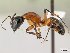 (Camponotus pulcher - CASENT0191642-D02)  @13 [ ] CreativeCommons - Attribution Non-Commercial No Derivatives (2011) Brian Fisher California Academy of Sciences