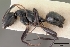  (Camponotus mocquerysi - CASENT0136492-D01)  @13 [ ] CreativeCommons - Attribution Non-Commercial No Derivatives (2011) Brian Fisher California Academy of Sciences