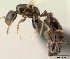  (Monomorium DRQ06 - CASENT0135743-D02)  @13 [ ] CreativeCommons - Attribution Non-Commercial No Derivatives (2011) Brian Fisher California Academy of Sciences