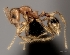  (Pheidole MG064 - CASENT0069302-D01)  @13 [ ] CreativeCommons - Attribution Non-Commercial No Derivatives (2011) Brian Fisher California Academy of Sciences