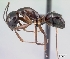  (Camponotus christi - CASENT0003661-D01)  @13 [ ] CreativeCommons - Attribution Non-Commercial No Derivatives (2011) Brian Fisher California Academy of Sciences