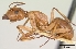  (Camponotus concolor - CASENT0067681-D01)  @13 [ ] Unspecified (default): All Rights Reserved  Unspecified Unspecified