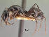  (Camponotus lamosy - CASENT0082291-D01)  @13 [ ] Unspecified (default): All Rights Reserved  Unspecified Unspecified