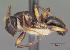  (Camponotus MG026A - CASENT0078844-D01)  @13 [ ] Unspecified (default): All Rights Reserved  Unspecified Unspecified