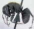  (Camponotus themistocles - CASENT0121521-D01)  @13 [ ] CreativeCommons - Attribution Non-Commercial No Derivatives (2011) Brian Fisher California Academy of Sciences