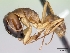  (Camponotus cemeryi - CASENT0078009-D01)  @13 [ ] CreativeCommons - Attribution Non-Commercial No Derivatives (2011) Brian Fisher California Academy of Sciences