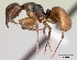  (Camponotus zavo - CASENT0071154-D01)  @13 [ ] CreativeCommons - Attribution Non-Commercial No Derivatives (2011) Brian Fisher California Academy of Sciences