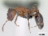  (Monomorium subopacum - CASENT0120558-D01)  @13 [ ] CreativeCommons - Attribution Non-Commercial No Derivatives (2011) Brian Fisher California Academy of Sciences