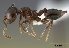  (Crematogaster malala - CASENT0140925-D01)  @13 [ ] Unspecified (default): All Rights Reserved  Unspecified Unspecified