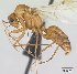  (Camponotus atimo - CASENT0450878-D01)  @13 [ ] Unspecified (default): All Rights Reserved  Unspecified Unspecified