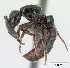  (Lividopone MG11 - CASENT0027612-D01)  @13 [ ] Unspecified (default): All Rights Reserved  Unspecified Unspecified