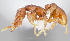  (Strumigenys alperti - CASENT0196028-D01)  @13 [ ] Unspecified (default): All Rights Reserved  Unspecified Unspecified