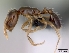  (Monomorium flavimembra - CASENT0438762-D01)  @13 [ ] Unspecified (default): All Rights Reserved  Unspecified Unspecified
