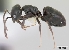  (Technomyrmex curiosus - CASENT0072260-D01)  @13 [ ] Unspecified (default): All Rights Reserved  Unspecified Unspecified