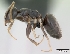  (Technomyrmex vitiensis - CASENT0137984-D01)  @13 [ ] Unspecified (default): All Rights Reserved  Unspecified Unspecified