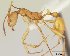  (Malagidris alperti - CASENT0195174-D01)  @13 [ ] Unspecified (default): All Rights Reserved  Unspecified Unspecified