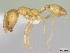  (Monomorium bifidoclypeatum - CASENT0010818-D01)  @13 [ ] Unspecified (default): All Rights Reserved  Unspecified Unspecified