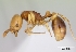  (Syllophopsis gongromos - CASENT0129833-D01)  @13 [ ] Unspecified (default): All Rights Reserved  Unspecified Unspecified