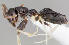  (Technomyrmex anterops - CASENT0053636-D01)  @13 [ ] Unspecified (default): All Rights Reserved  Unspecified Unspecified