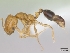  (Monomorium lepidum - CASENT0027358-D01)  @13 [ ] Unspecified (default): All Rights Reserved  Unspecified Unspecified