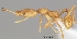  (Strumigenys bibiolona - CASENT0196040-D01)  @13 [ ] Unspecified (default): All Rights Reserved  Unspecified Unspecified