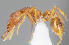 ( - CASENT0033408-D01)  @13 [ ] CreativeCommons - Attribution Non-Commercial No Derivatives (2011) Brian Fisher California Academy of Sciences