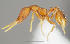  (Strumigenys livens - CASENT0196585-D01)  @13 [ ] Unspecified (default): All Rights Reserved  Unspecified Unspecified